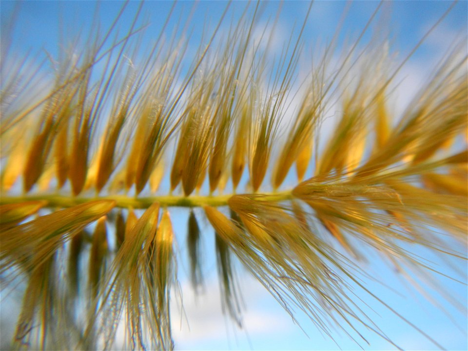 Kans grass Saccharum spontaneum of the Philippines, Talahib, Barangay Caingin 14°48'2"N 120°55'29"E beside Biñang 2nd  14°47'57"N 120°55'49"E Bocaue, Bulacan Paddy fields, grasslands and trees along M