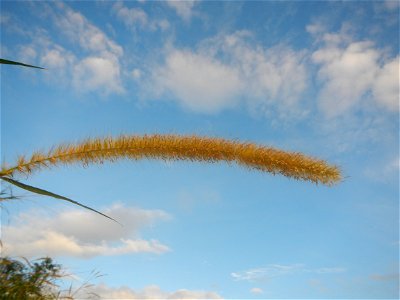 Kans grass Saccharum spontaneum of the Philippines, Talahib, Barangay Caingin 14°48'2"N 120°55'29"E beside Biñang 2nd  14°47'57"N 120°55'49"E Bocaue, Bulacan Paddy fields, grasslands and trees along M