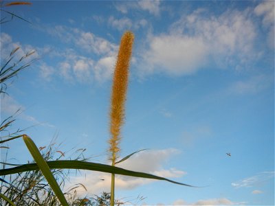 Kans grass Saccharum spontaneum of the Philippines, Talahib, Barangay Caingin 14°48'2"N 120°55'29"E beside Biñang 2nd  14°47'57"N 120°55'49"E Bocaue, Bulacan Paddy fields, grasslands and trees along M