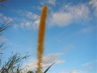 Kans grass Saccharum spontaneum of the Philippines, Talahib, Barangay Caingin 14°48'2"N 120°55'29"E beside Biñang 2nd  14°47'57"N 120°55'49"E Bocaue, Bulacan Paddy fields, grasslands and trees along M
