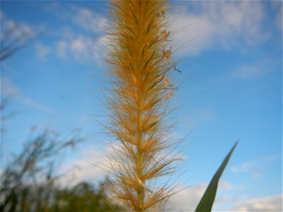 Kans grass Saccharum spontaneum of the Philippines, Talahib, Barangay Caingin 14°48'2"N 120°55'29"E beside Biñang 2nd  14°47'57"N 120°55'49"E Bocaue, Bulacan Paddy fields, grasslands and trees along M