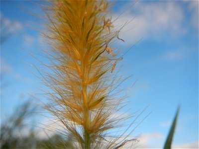 Kans grass Saccharum spontaneum of the Philippines, Talahib, Barangay Caingin 14°48'2"N 120°55'29"E beside Biñang 2nd  14°47'57"N 120°55'49"E Bocaue, Bulacan Paddy fields, grasslands and trees along M
