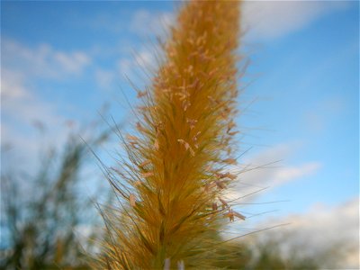 Kans grass Saccharum spontaneum of the Philippines, Talahib, Barangay Caingin 14°48'2"N 120°55'29"E beside Biñang 2nd  14°47'57"N 120°55'49"E Bocaue, Bulacan Paddy fields, grasslands and trees along M