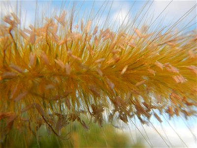 Kans grass Saccharum spontaneum of the Philippines, Talahib, Barangay Caingin 14°48'2"N 120°55'29"E beside Biñang 2nd  14°47'57"N 120°55'49"E Bocaue, Bulacan Paddy fields, grasslands and trees along M