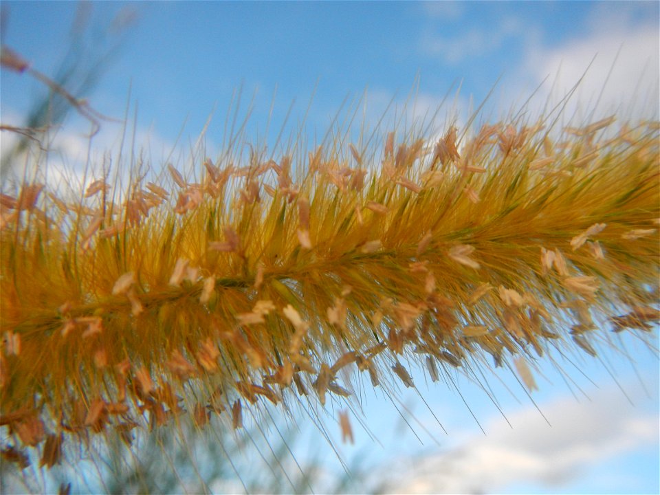 Kans grass Saccharum spontaneum of the Philippines, Talahib, Barangay Caingin 14°48'2"N 120°55'29"E beside Biñang 2nd  14°47'57"N 120°55'49"E Bocaue, Bulacan Paddy fields, grasslands and trees along M