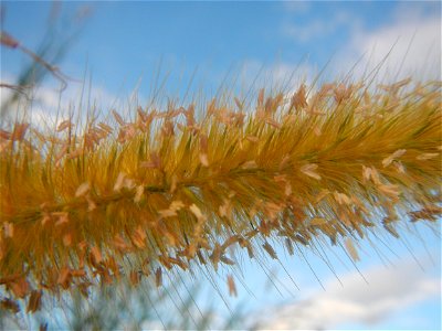 Kans grass Saccharum spontaneum of the Philippines, Talahib, Barangay Caingin 14°48'2"N 120°55'29"E beside Biñang 2nd  14°47'57"N 120°55'49"E Bocaue, Bulacan Paddy fields, grasslands and trees along M