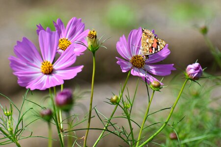 Flowers cosmos pink photo