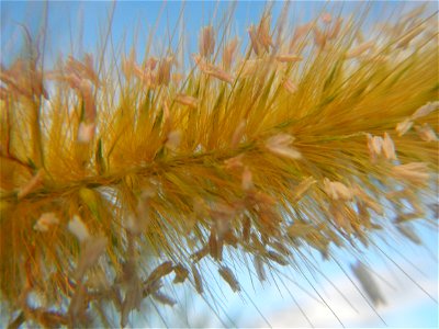 Kans grass Saccharum spontaneum of the Philippines, Talahib, Barangay Caingin 14°48'2"N 120°55'29"E beside Biñang 2nd  14°47'57"N 120°55'49"E Bocaue, Bulacan Paddy fields, grasslands and trees along M