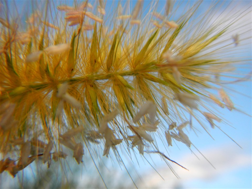 Kans grass Saccharum spontaneum of the Philippines, Talahib, Barangay Caingin 14°48'2"N 120°55'29"E beside Biñang 2nd  14°47'57"N 120°55'49"E Bocaue, Bulacan Paddy fields, grasslands and trees along M