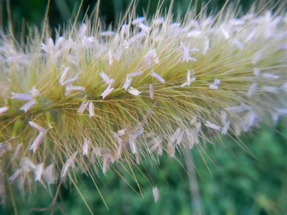 Kans grass Saccharum spontaneum of the Philippines, Talahib, Barangay Caingin 14°48'2"N 120°55'29"E beside Biñang 2nd  14°47'57"N 120°55'49"E Bocaue, Bulacan Paddy fields, grasslands and trees along M
