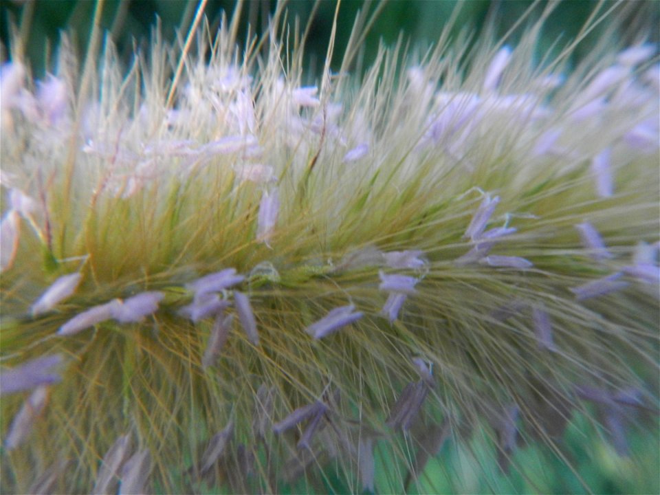Kans grass Saccharum spontaneum of the Philippines, Talahib, Barangay Caingin 14°48'2"N 120°55'29"E beside Biñang 2nd  14°47'57"N 120°55'49"E Bocaue, Bulacan Paddy fields, grasslands and trees along M