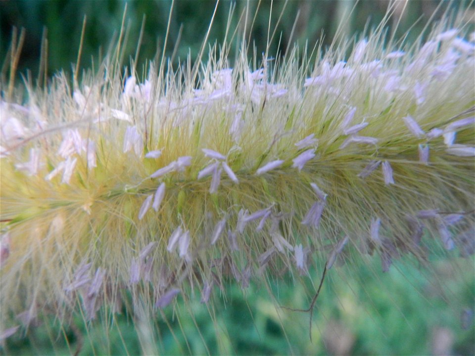 Kans grass Saccharum spontaneum of the Philippines, Talahib, Barangay Caingin 14°48'2"N 120°55'29"E beside Biñang 2nd  14°47'57"N 120°55'49"E Bocaue, Bulacan Paddy fields, grasslands and trees along M