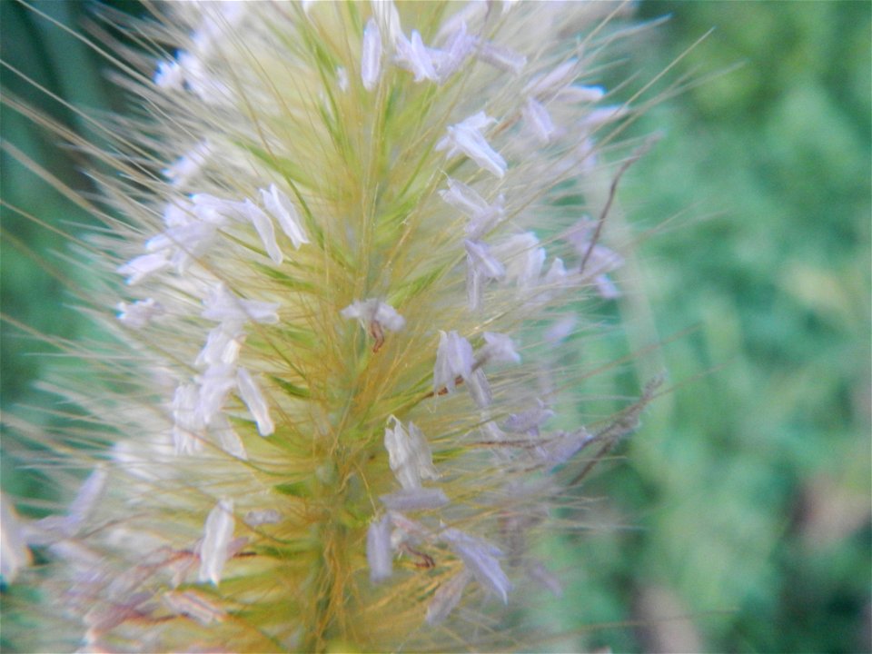 Kans grass Saccharum spontaneum of the Philippines, Talahib, Barangay Caingin 14°48'2"N 120°55'29"E beside Biñang 2nd  14°47'57"N 120°55'49"E Bocaue, Bulacan Paddy fields, grasslands and trees along M