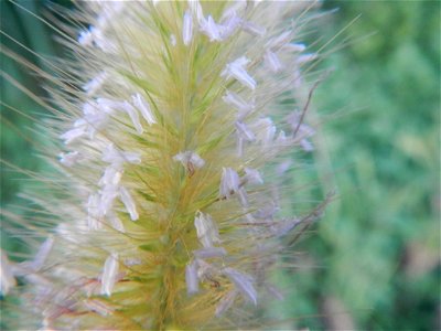 Kans grass Saccharum spontaneum of the Philippines, Talahib, Barangay Caingin 14°48'2"N 120°55'29"E beside Biñang 2nd  14°47'57"N 120°55'49"E Bocaue, Bulacan Paddy fields, grasslands and trees along M