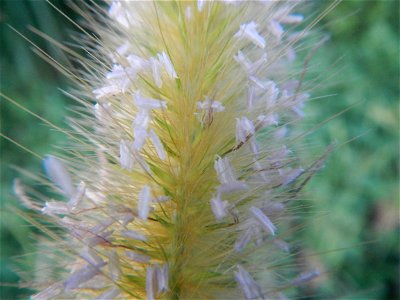 Kans grass Saccharum spontaneum of the Philippines, Talahib, Barangay Caingin 14°48'2"N 120°55'29"E beside Biñang 2nd  14°47'57"N 120°55'49"E Bocaue, Bulacan Paddy fields, grasslands and trees along M