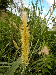 Kans grass Saccharum spontaneum of the Philippines, Talahib, Paddy fields and Grasslands, in Barangay Maronquillo  and Pasong Callos, San Rafael, Bulacan (along the Maronquillo-Pasong Callos, San Rafa