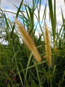 Kans grass Saccharum spontaneum of the Philippines, Talahib, Paddy fields and Grasslands, in Barangay Maronquillo  and Pasong Callos, San Rafael, Bulacan (along the Maronquillo-Pasong Callos, San Rafa