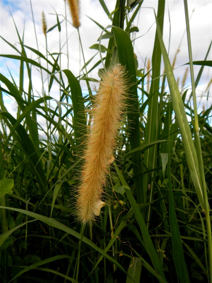 Kans grass Saccharum spontaneum of the Philippines, Talahib, Paddy fields and Grasslands, in Barangay Maronquillo  and Pasong Callos, San Rafael, Bulacan (along the Maronquillo-Pasong Callos, San Rafa