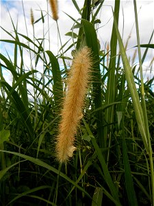 Kans grass Saccharum spontaneum of the Philippines, Talahib, Paddy fields and Grasslands, in Barangay Maronquillo  and Pasong Callos, San Rafael, Bulacan (along the Maronquillo-Pasong Callos, San Rafa