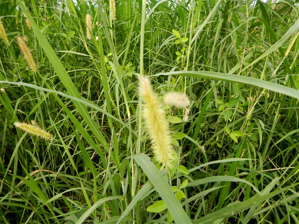Kans grass Saccharum spontaneum of the Philippines, Talahib, Paddy fields and Grasslands, in Barangay Maronquillo  and Pasong Callos, San Rafael, Bulacan (along the Maronquillo-Pasong Callos, San Rafa