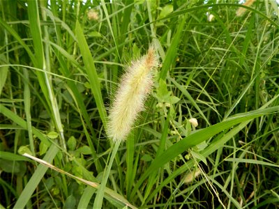 Kans grass Saccharum spontaneum of the Philippines, Talahib, Paddy fields and Grasslands, in Barangay Maronquillo  and Pasong Callos, San Rafael, Bulacan (along the Maronquillo-Pasong Callos, San Rafa