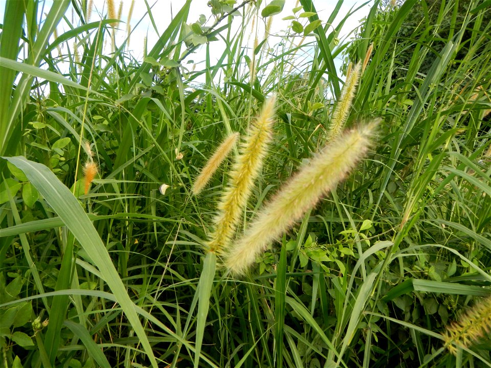 Kans grass Saccharum spontaneum of the Philippines, Talahib, Paddy fields and Grasslands, in Barangay Maronquillo  and Pasong Callos, San Rafael, Bulacan (along the Maronquillo-Pasong Callos, San Rafa