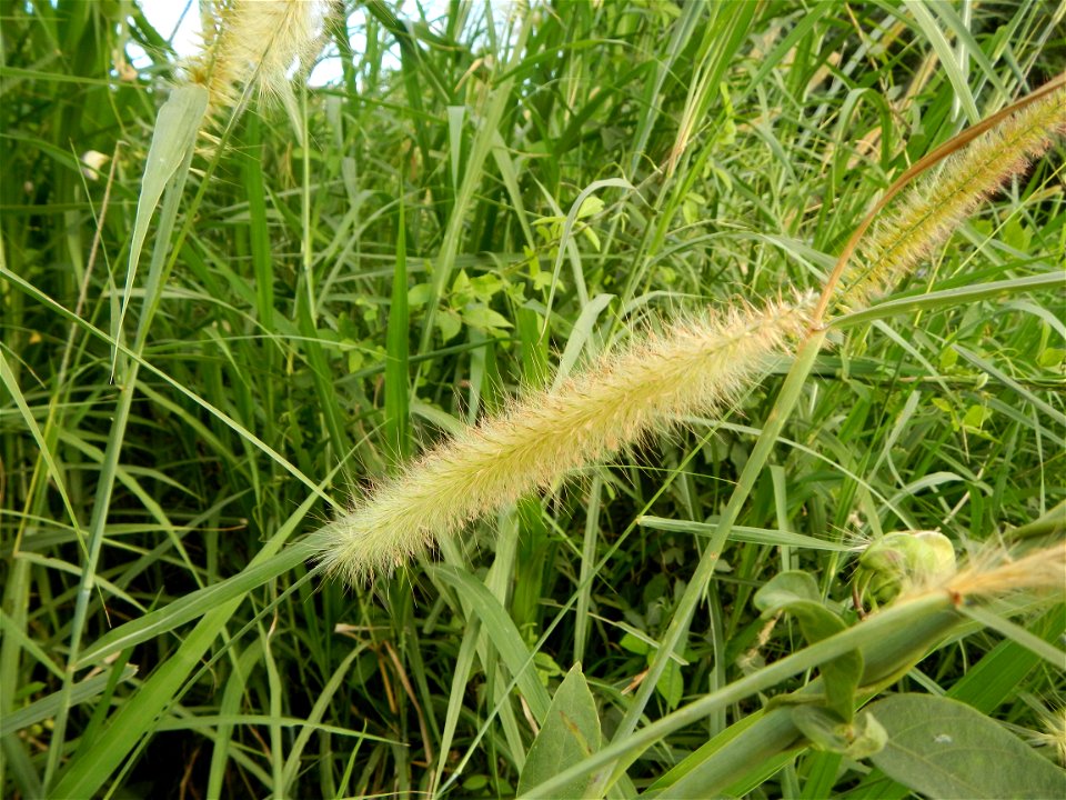 Kans grass Saccharum spontaneum of the Philippines, Talahib, Paddy fields and Grasslands, in Barangay Maronquillo  and Pasong Callos, San Rafael, Bulacan (along the Maronquillo-Pasong Callos, San Rafa