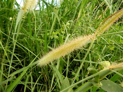 Kans grass Saccharum spontaneum of the Philippines, Talahib, Paddy fields and Grasslands, in Barangay Maronquillo  and Pasong Callos, San Rafael, Bulacan (along the Maronquillo-Pasong Callos, San Rafa