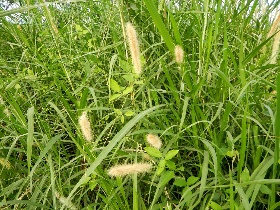 Kans grass Saccharum spontaneum of the Philippines, Talahib, Paddy fields and Grasslands, in Barangay Maronquillo  and Pasong Callos, San Rafael, Bulacan (along the Maronquillo-Pasong Callos, San Rafa