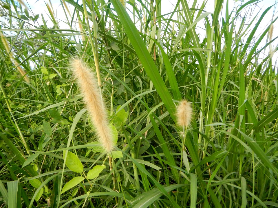 Kans grass Saccharum spontaneum of the Philippines, Talahib, Paddy fields and Grasslands, in Barangay Maronquillo  and Pasong Callos, San Rafael, Bulacan (along the Maronquillo-Pasong Callos, San Rafa