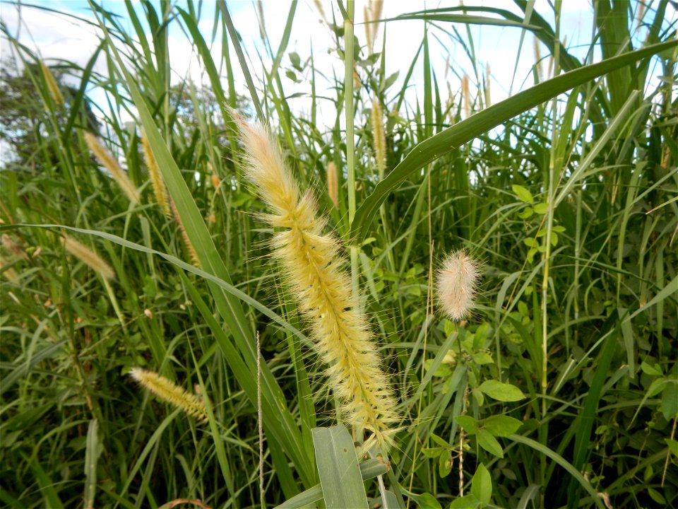 Kans grass Saccharum spontaneum of the Philippines, Talahib, Paddy fields and Grasslands, in Barangay Maronquillo  and Pasong Callos, San Rafael, Bulacan (along the Maronquillo-Pasong Callos, San Rafa