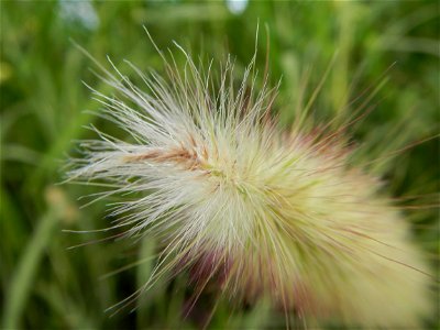Kans grass Saccharum spontaneum of the Philippines, Talahib, Paddy fields and Grasslands, in Barangay Maronquillo  and Pasong Callos, San Rafael, Bulacan (along the Maronquillo-Pasong Callos, San Rafa