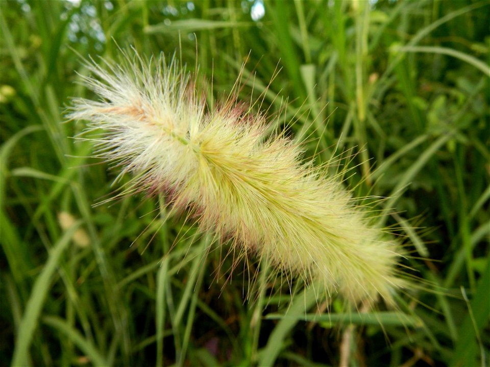 Kans grass Saccharum spontaneum of the Philippines, Talahib, Paddy fields and Grasslands, in Barangay Maronquillo  and Pasong Callos, San Rafael, Bulacan (along the Maronquillo-Pasong Callos, San Rafa