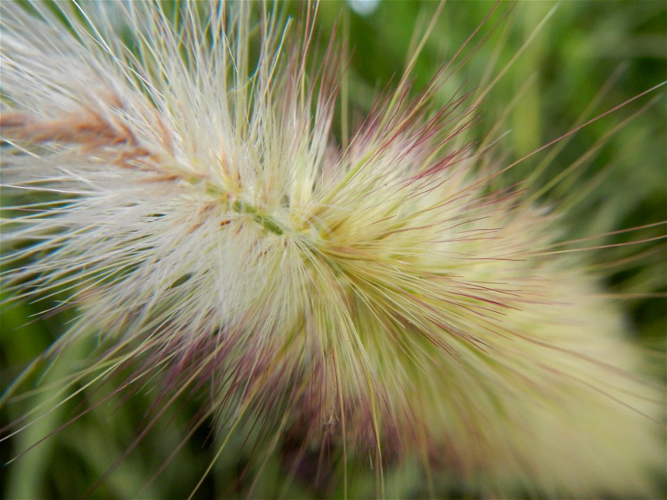 Kans grass Saccharum spontaneum of the Philippines, Talahib, Paddy fields and Grasslands, in Barangay Maronquillo  and Pasong Callos, San Rafael, Bulacan (along the Maronquillo-Pasong Callos, San Rafa
