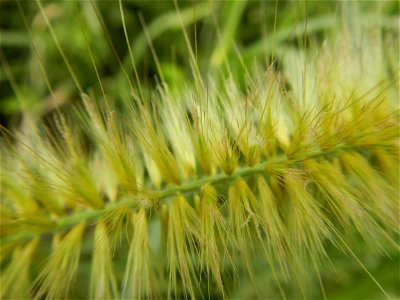 Kans grass Saccharum spontaneum of the Philippines, Talahib, Paddy fields and Grasslands, in Barangay Maronquillo  and Pasong Callos, San Rafael, Bulacan (along the Maronquillo-Pasong Callos, San Rafa