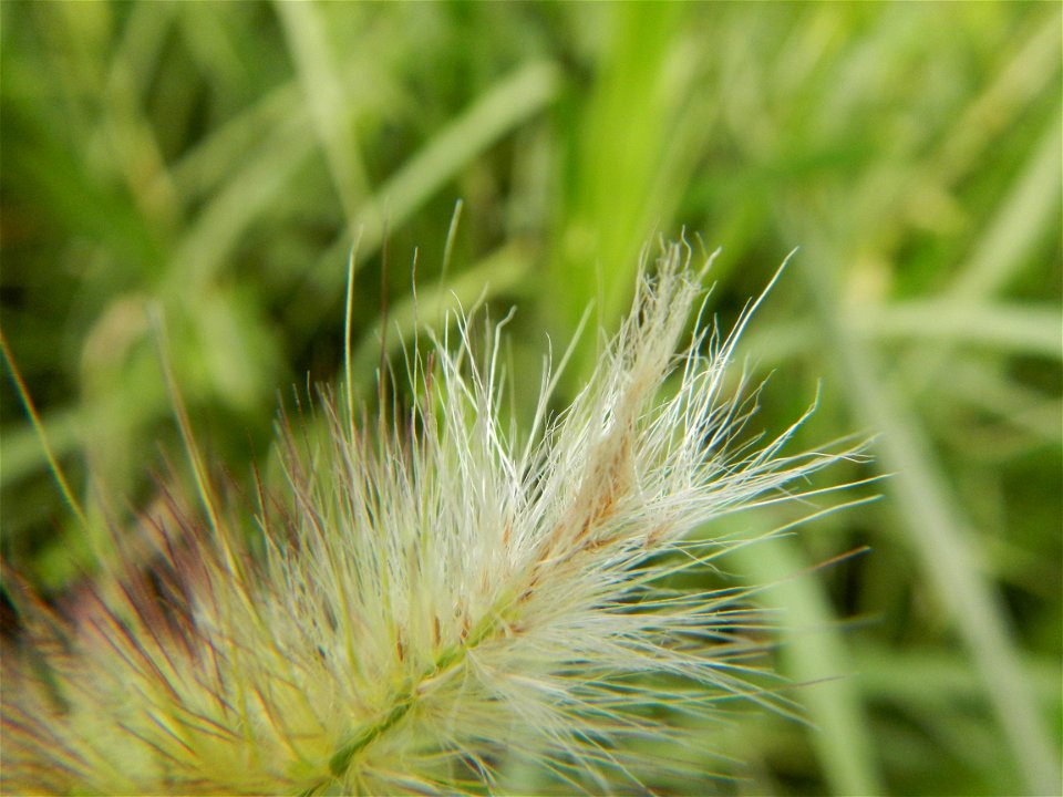 Kans grass Saccharum spontaneum of the Philippines, Talahib, Paddy fields and Grasslands, in Barangay Maronquillo  and Pasong Callos, San Rafael, Bulacan (along the Maronquillo-Pasong Callos, San Rafa