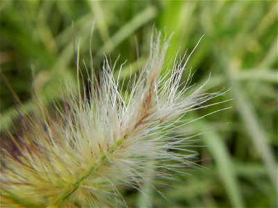 Kans grass Saccharum spontaneum of the Philippines, Talahib, Paddy fields and Grasslands, in Barangay Maronquillo  and Pasong Callos, San Rafael, Bulacan (along the Maronquillo-Pasong Callos, San Rafa