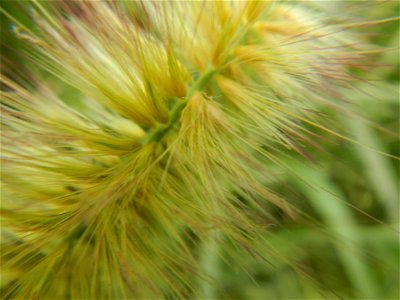 Kans grass Saccharum spontaneum of the Philippines, Talahib, Paddy fields and Grasslands, in Barangay Maronquillo  and Pasong Callos, San Rafael, Bulacan (along the Maronquillo-Pasong Callos, San Rafa