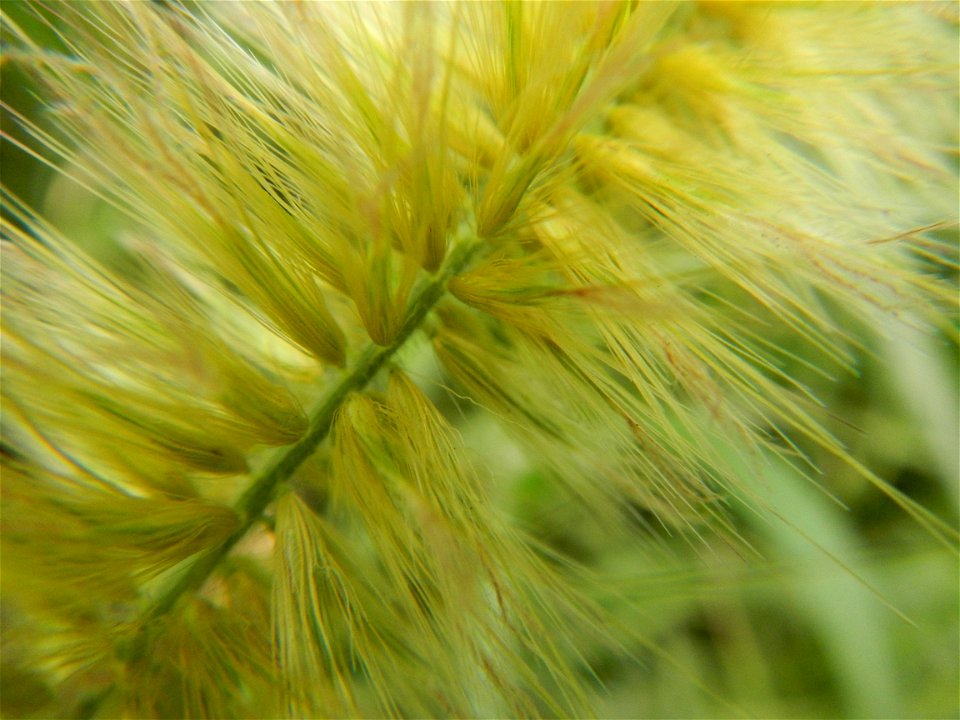 Kans grass Saccharum spontaneum of the Philippines, Talahib, Paddy fields and Grasslands, in Barangay Maronquillo  and Pasong Callos, San Rafael, Bulacan (along the Maronquillo-Pasong Callos, San Rafa