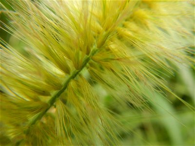 Kans grass Saccharum spontaneum of the Philippines, Talahib, Paddy fields and Grasslands, in Barangay Maronquillo  and Pasong Callos, San Rafael, Bulacan (along the Maronquillo-Pasong Callos, San Rafa
