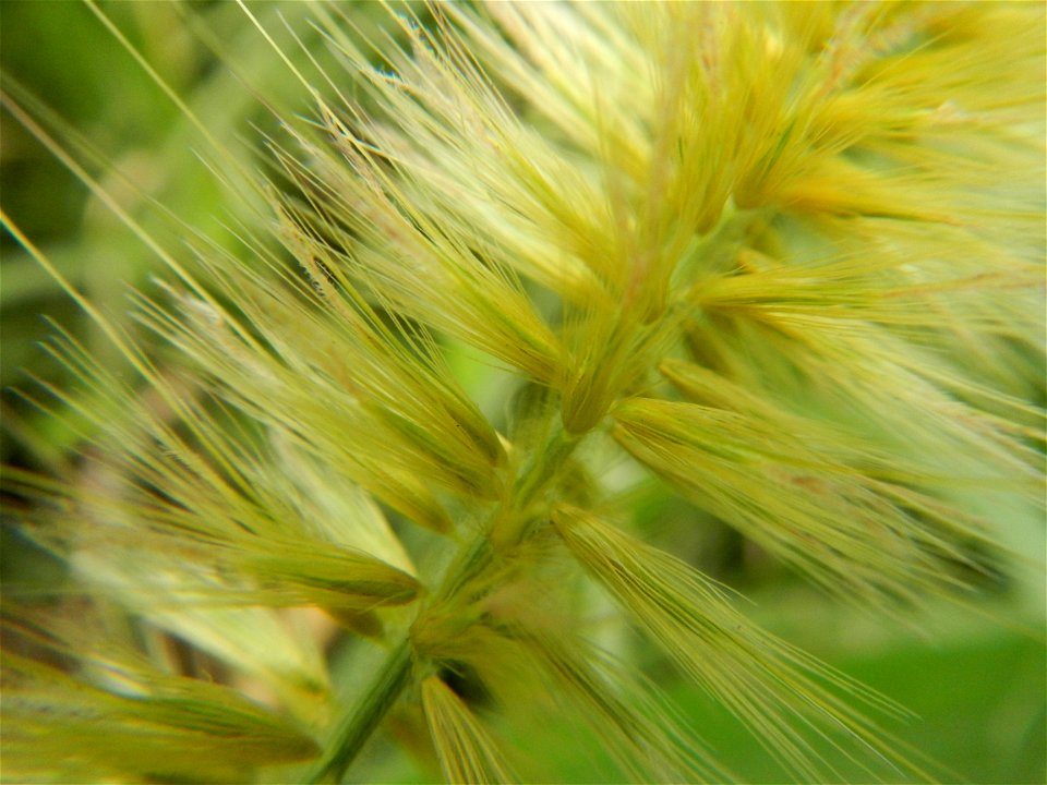 Kans grass Saccharum spontaneum of the Philippines, Talahib, Paddy fields and Grasslands, in Barangay Maronquillo  and Pasong Callos, San Rafael, Bulacan (along the Maronquillo-Pasong Callos, San Rafa