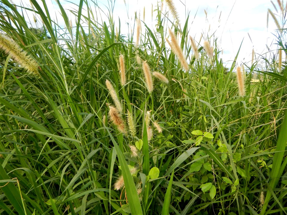 Kans grass Saccharum spontaneum of the Philippines, Talahib, Paddy fields and Grasslands, in Barangay Maronquillo  and Pasong Callos, San Rafael, Bulacan (along the Maronquillo-Pasong Callos, San Rafa