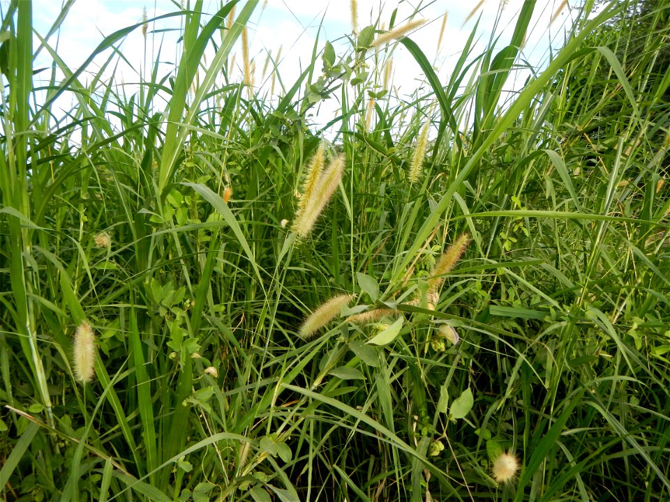 Kans grass Saccharum spontaneum of the Philippines, Talahib, Paddy fields and Grasslands, in Barangay Maronquillo  and Pasong Callos, San Rafael, Bulacan (along the Maronquillo-Pasong Callos, San Rafa
