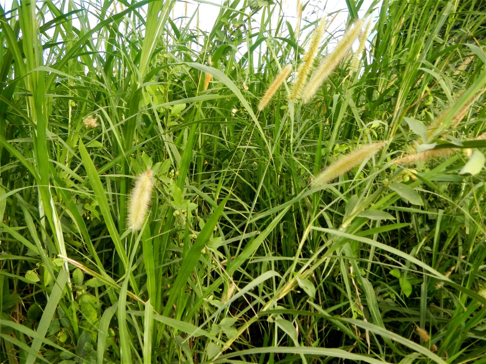 Kans grass Saccharum spontaneum of the Philippines, Talahib, Paddy fields and Grasslands, in Barangay Maronquillo  and Pasong Callos, San Rafael, Bulacan (along the Maronquillo-Pasong Callos, San Rafa