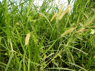 Kans grass Saccharum spontaneum of the Philippines, Talahib, Paddy fields and Grasslands, in Barangay Maronquillo  and Pasong Callos, San Rafael, Bulacan (along the Maronquillo-Pasong Callos, San Rafa