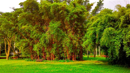 Bambusa vulgaris bamboos at the Botanical Garden of São Paulo (São Paulo city, SP, Brazil). photo