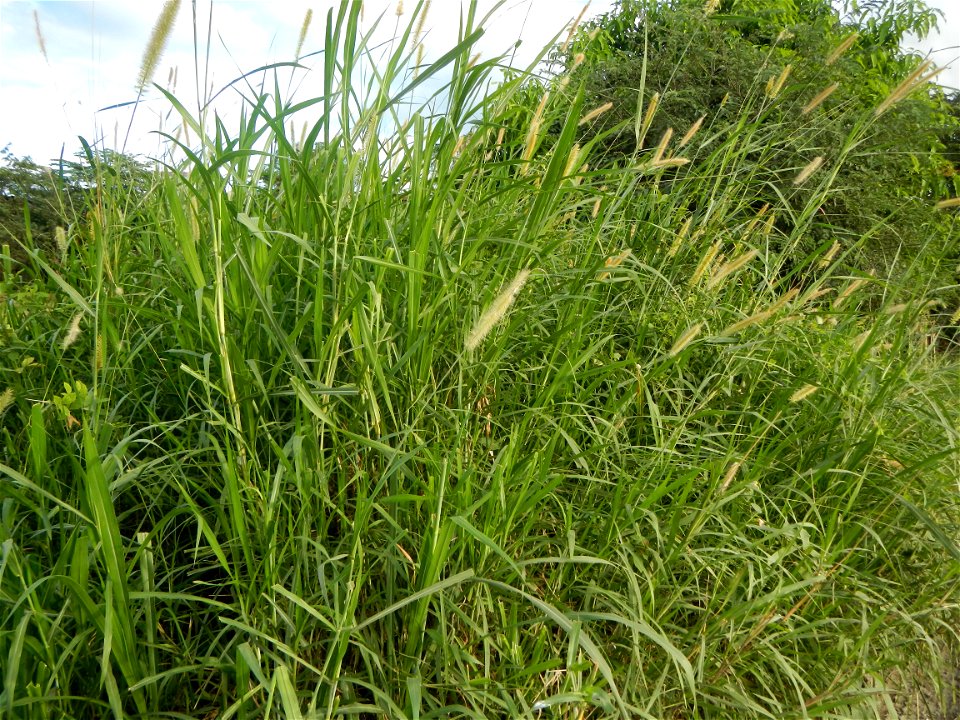 Kans grass Saccharum spontaneum of the Philippines, Talahib, Paddy fields and Grasslands, in Barangay Maronquillo  and Pasong Callos, San Rafael, Bulacan (along the Maronquillo-Pasong Callos, San Rafa