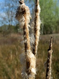Breitblättriger Rohrkolben (Typha latifolia) am Erlichsee bei Oberhausen-Rheinhausen