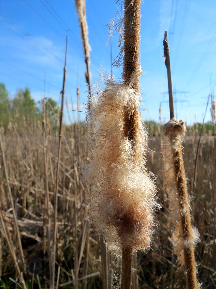 Breitblättriger Rohrkolben (Typha latifolia) am Erlichsee bei Oberhausen-Rheinhausen