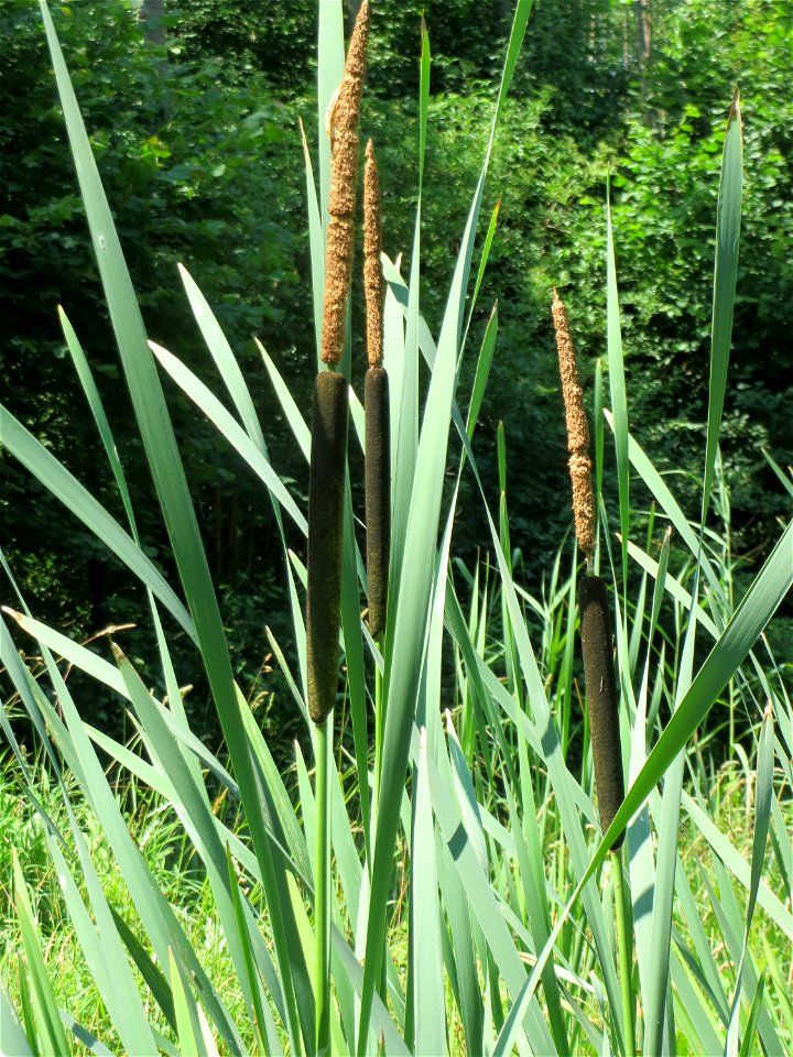 Breitblättriger Rohrkolben (Typha latifolia) am Geißböckelgraben bei Philippsburg